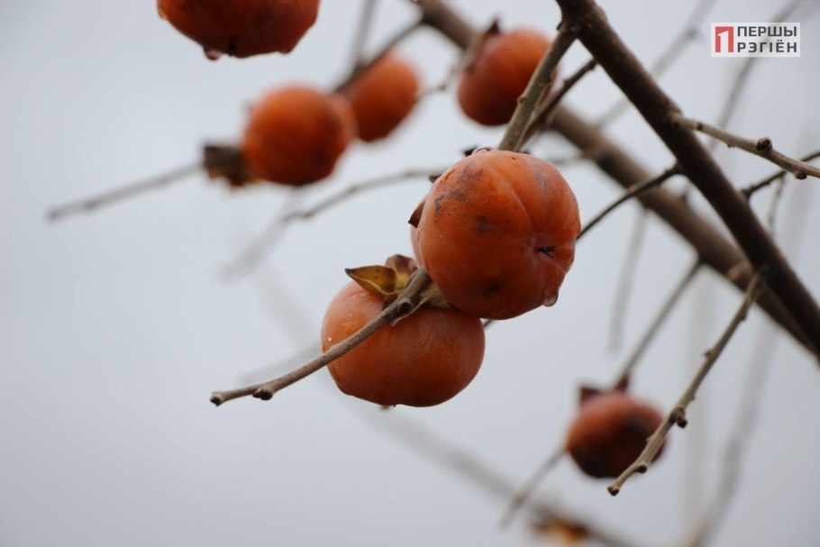 Почки хурмы