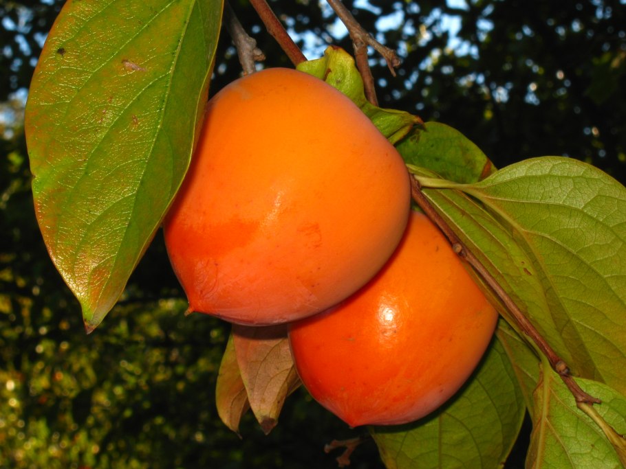 Хурма вид сверху