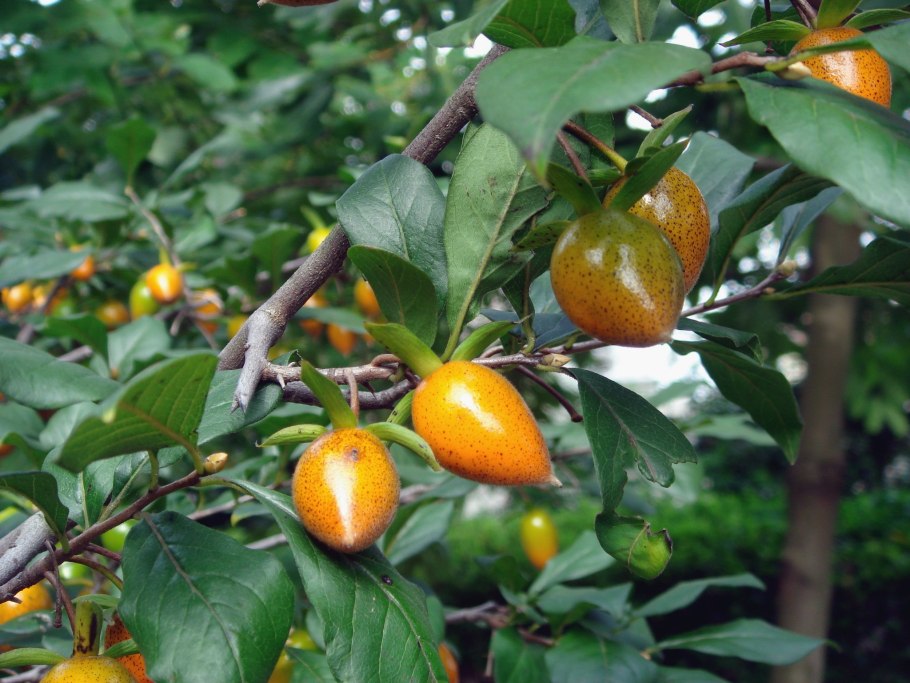 Переспелая хурма