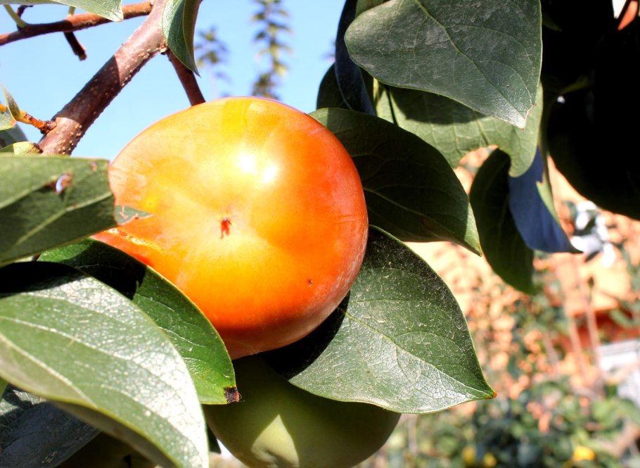 Пионер Узбекистана хурма