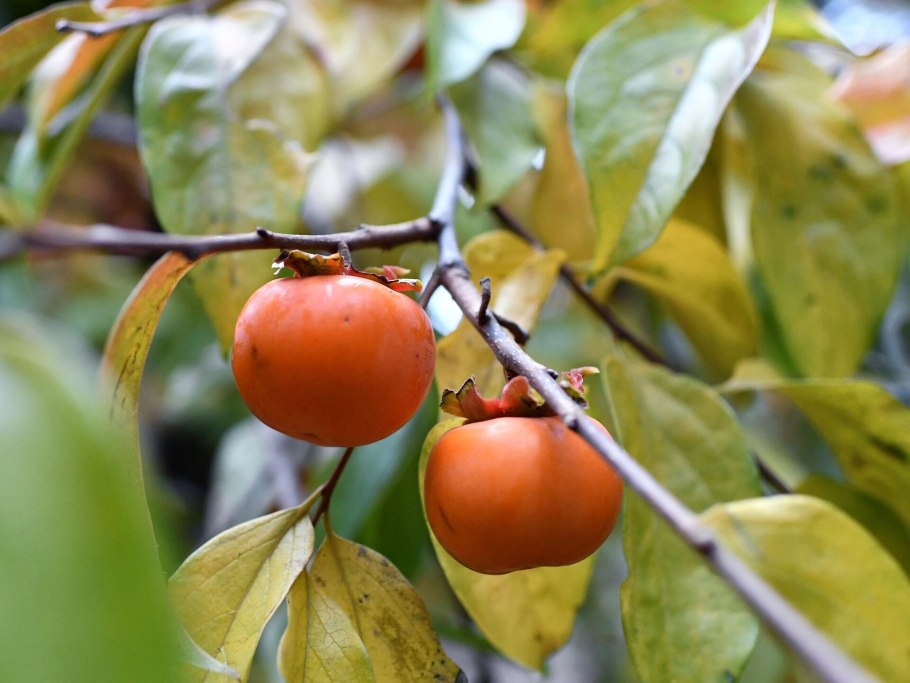Хурма Королек Узбекистан