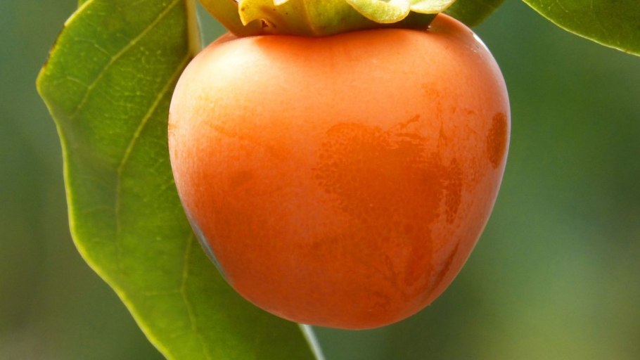 Сорт хурмы королек шоколадный