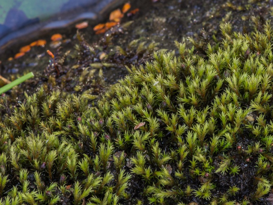 Яванский мох листостебельные мхи