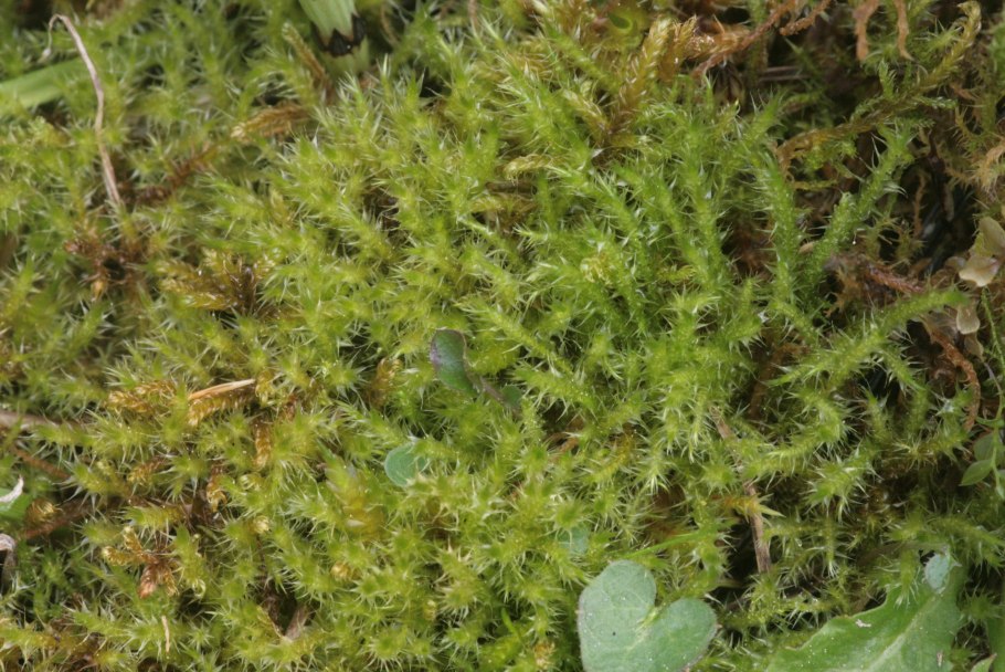 Папоротниковый мох