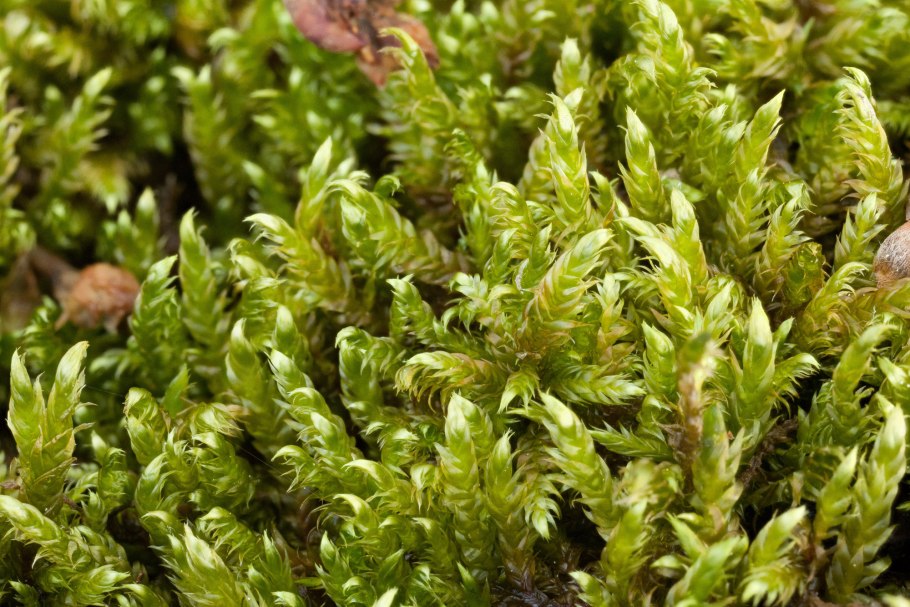 Андреевые мхи