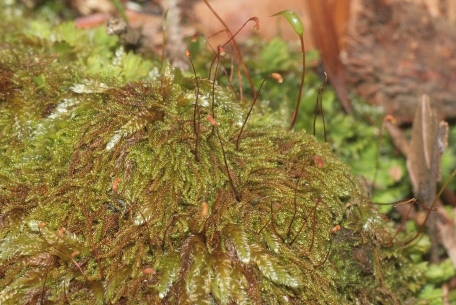 Моховидные растения сфагнум