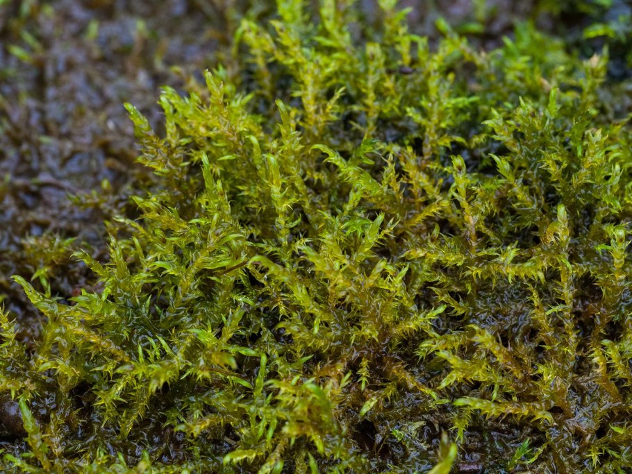 Drepanocladus мхи