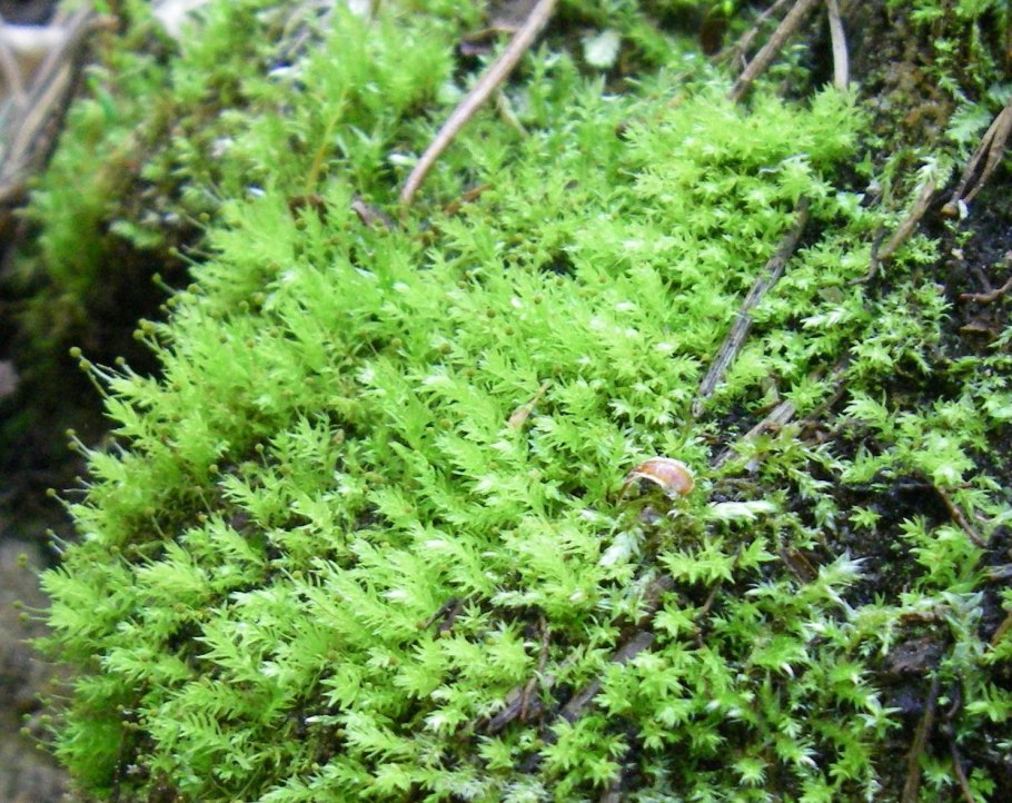 Моховидные листостебельные
