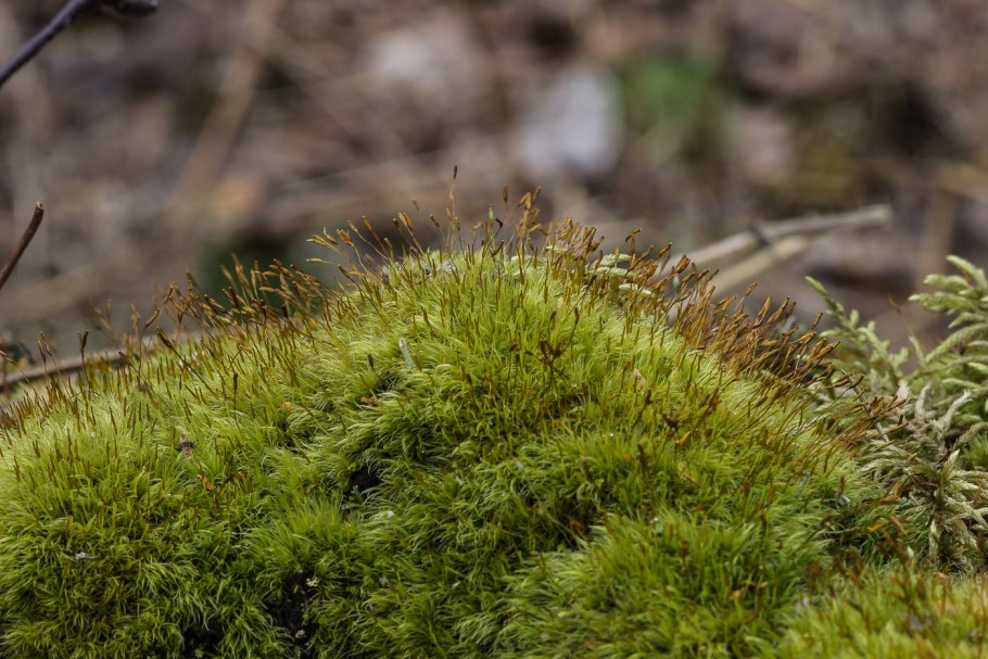Бриевые мхи листостебельные