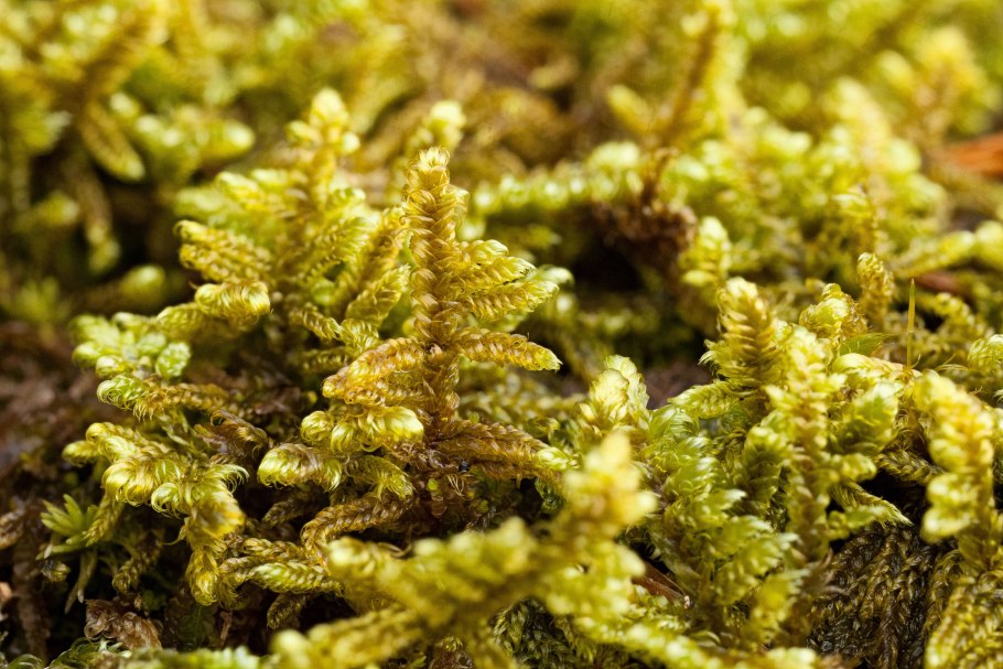 Бриевые мхи