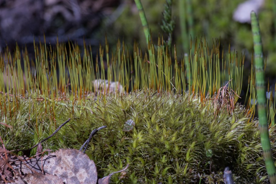 Листостебельные мхи