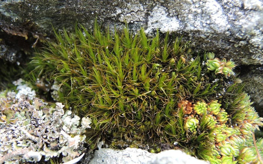 Неупогон лишайник