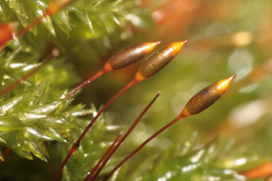 Hypnum lindbergii Moss