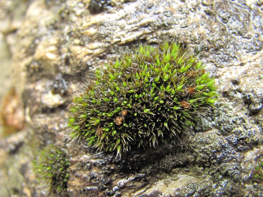 Grimmia pulvinata