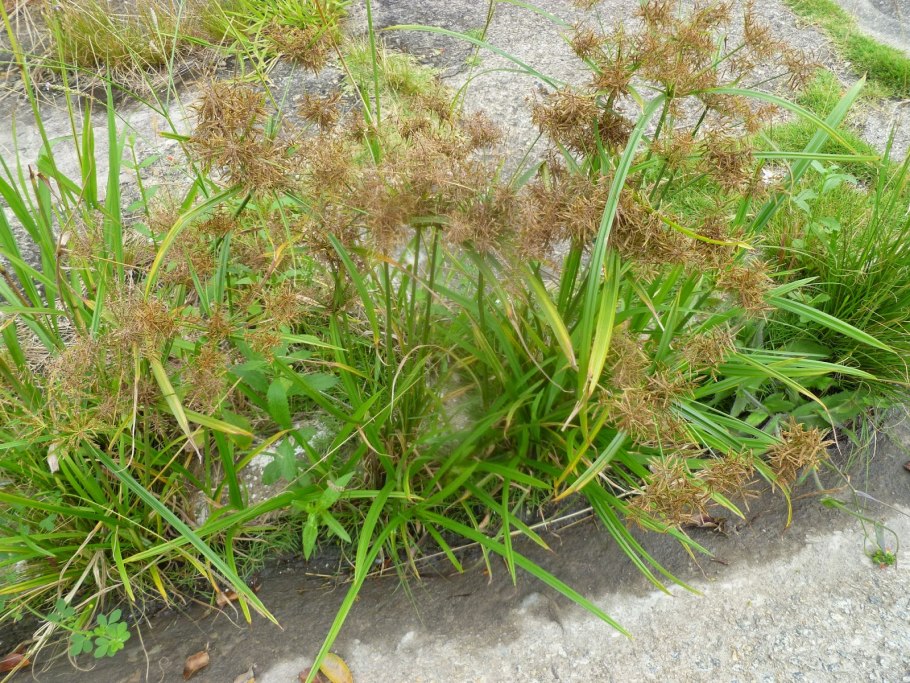 Сыть Cyperus Longus