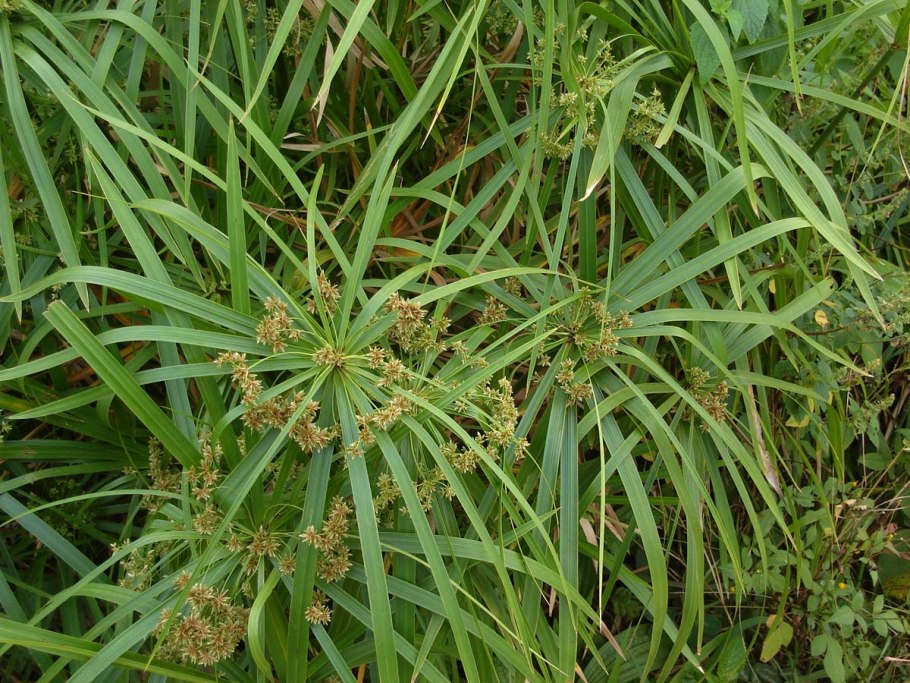 Cyperus alternifolius