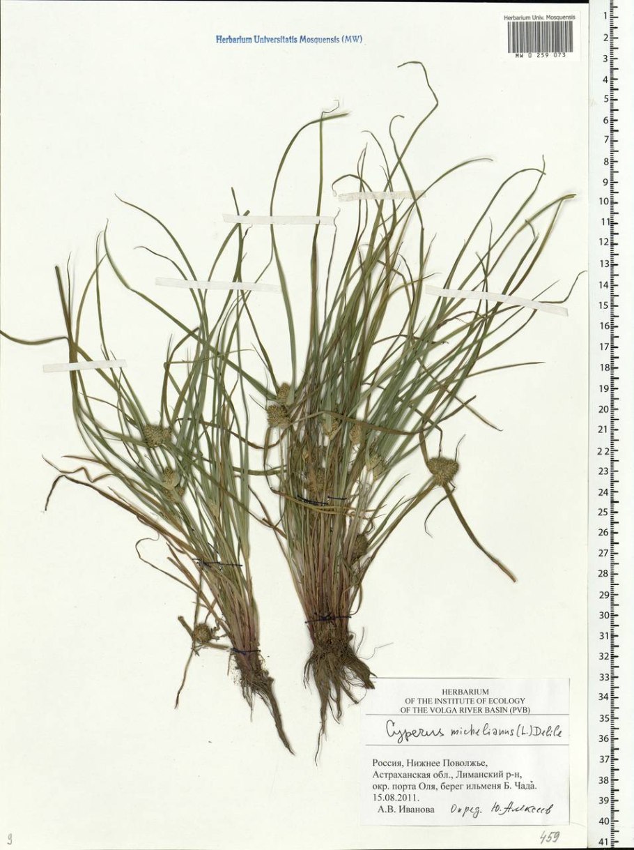 Дихостилис михели