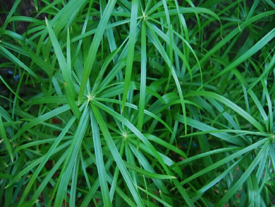 Циперус alternifolius