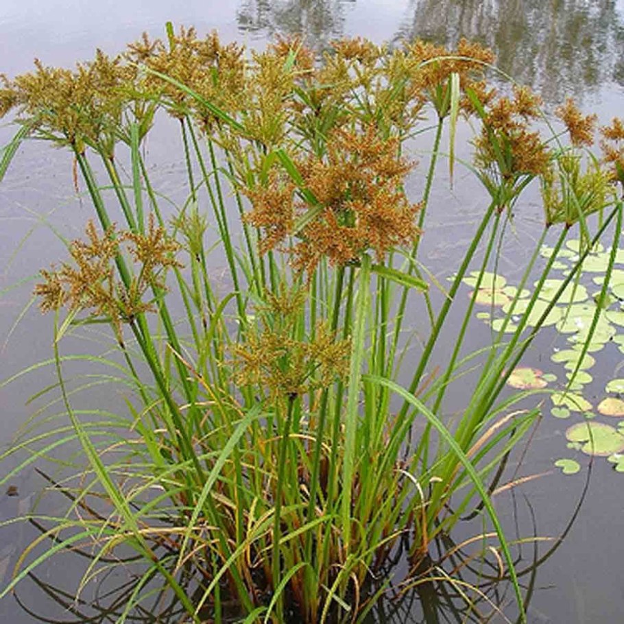 Cyperus alt Zumula