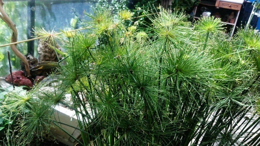 Пальма циперус