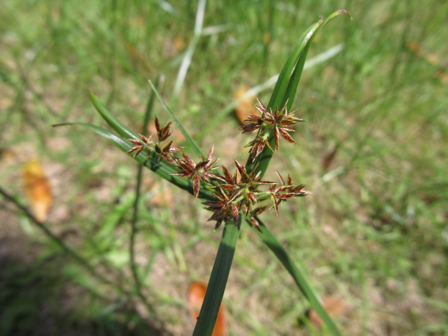 Cyperus rotundus