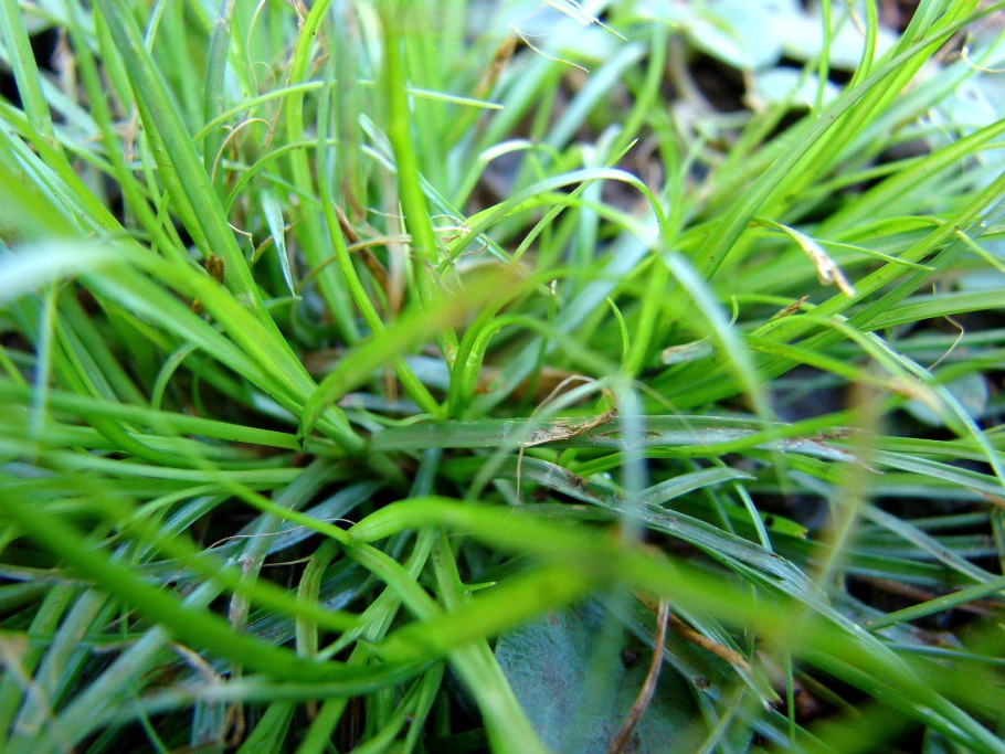 Cyperus gracilis