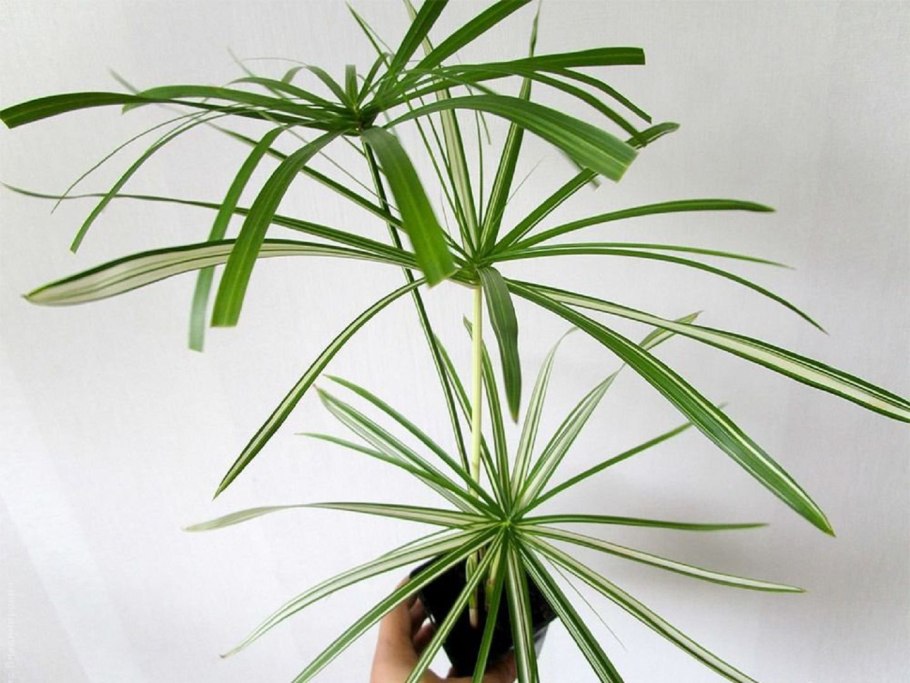 Циперус болотная пальма