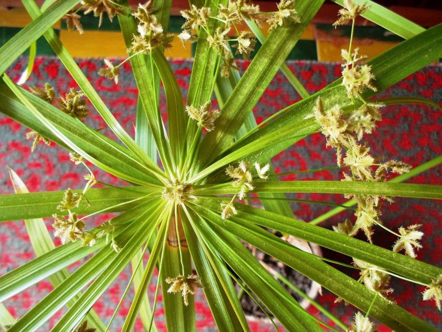 Циперус фараон