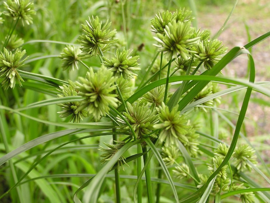 Сыть (Cyperus). Семейство осоковых.