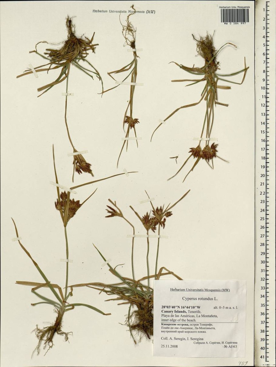 Клубнекамыш плоскостебельный