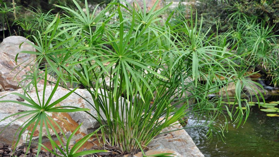 Растение циперус