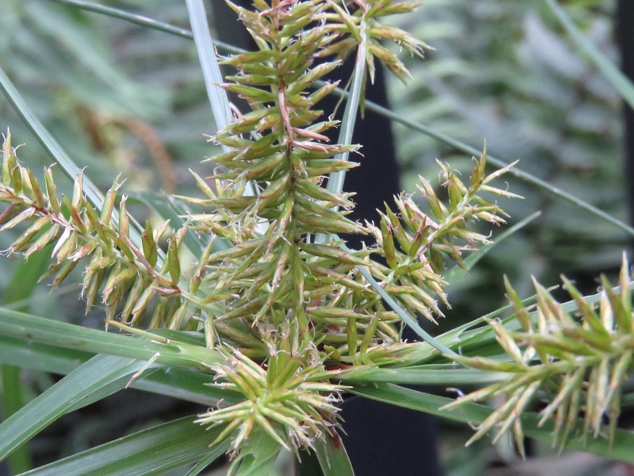 Cyperus glomeratus