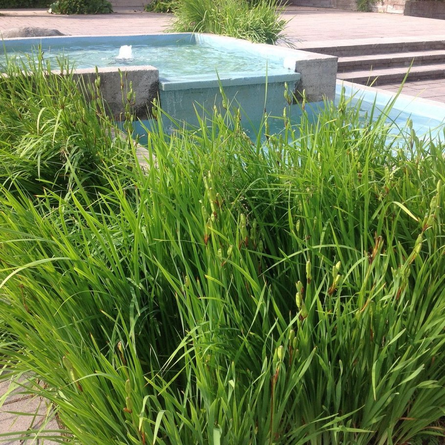 Мискантус живая изгородь