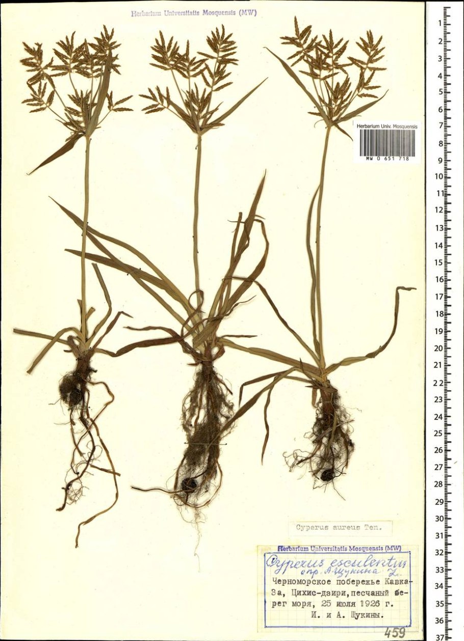 Cyperus esculentus l