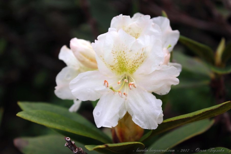 Рододендрон Северного Кавказа