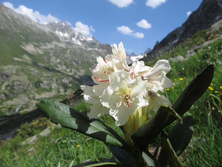 Рододендрон в Приэльбрусье