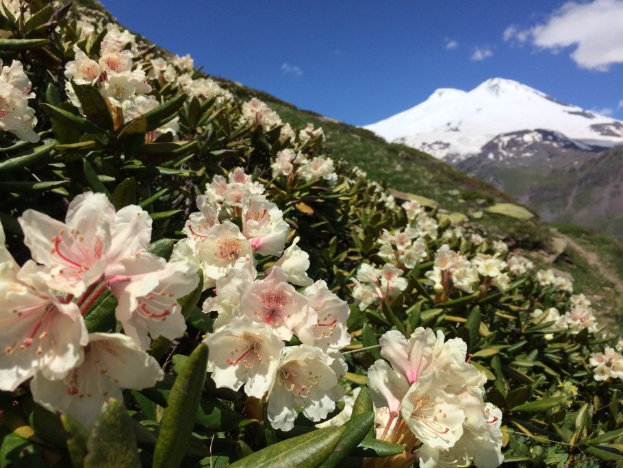 Рододендрон кавказский (Rhododendron caucasicum)