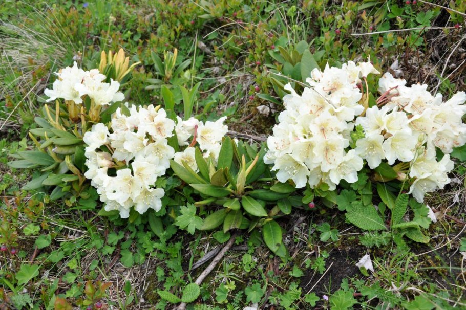Рододендрон кавказский (rhododendron caucasicum)