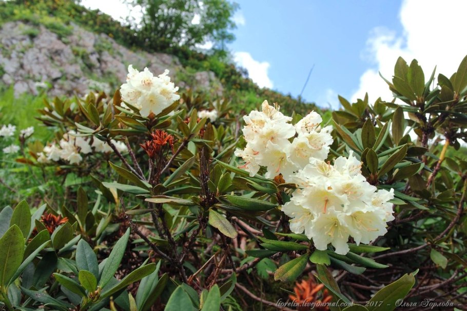 Рододендрон пржевальского (rhododendron przewalskii)