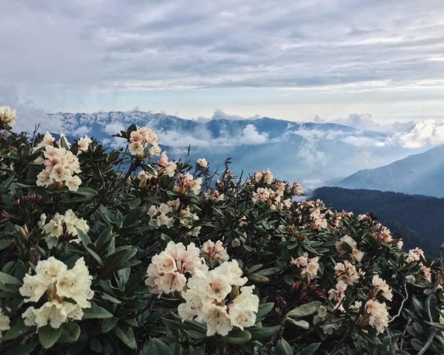 Форт семян Кавказского рододендрона