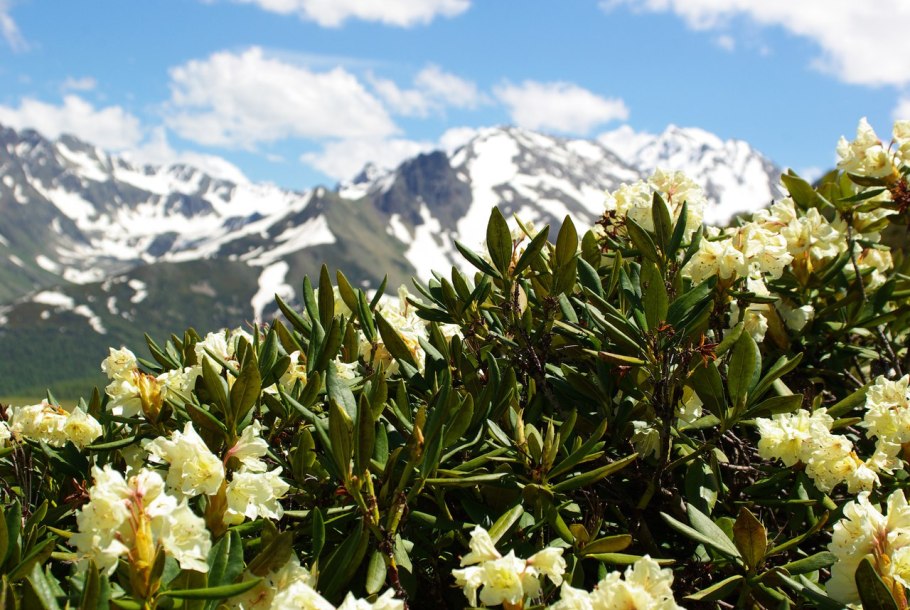 Рододендрон горный кавказский