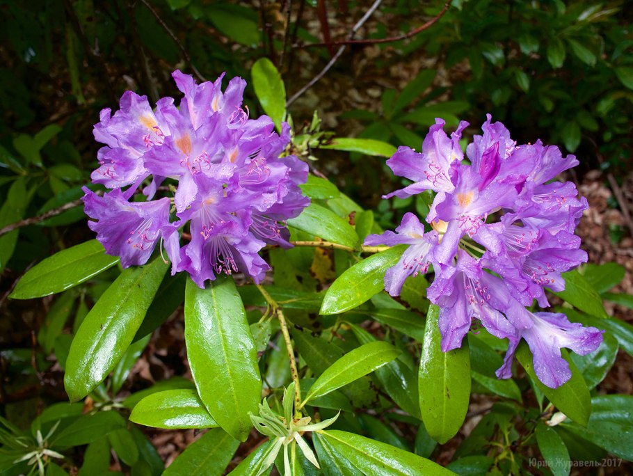 Рододендрон горный кавказский