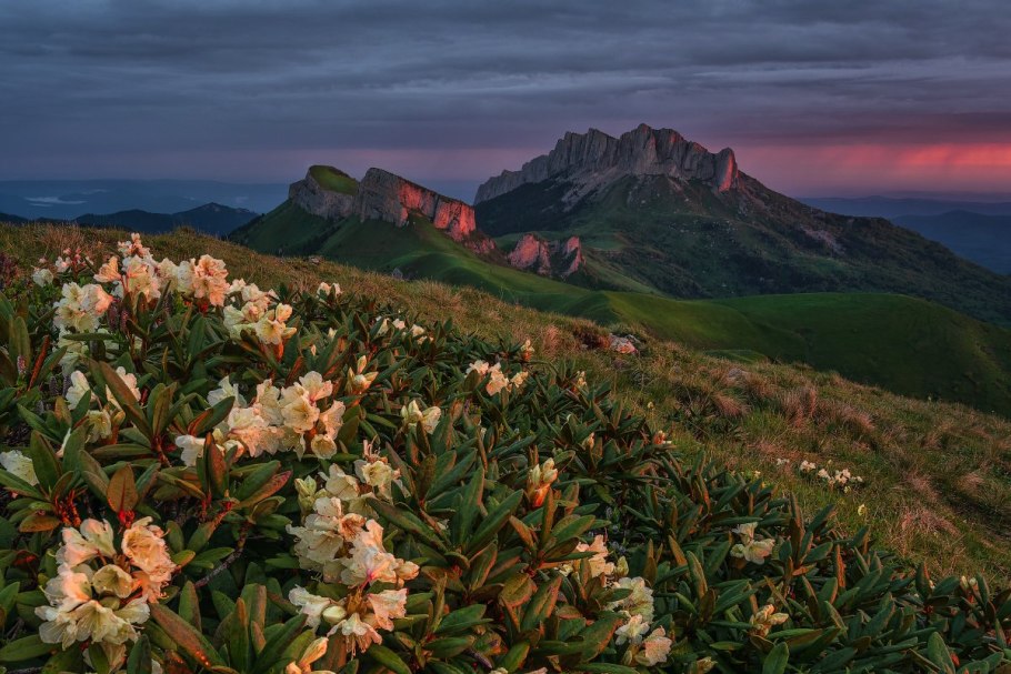 Рододендрон Приэльбрусья