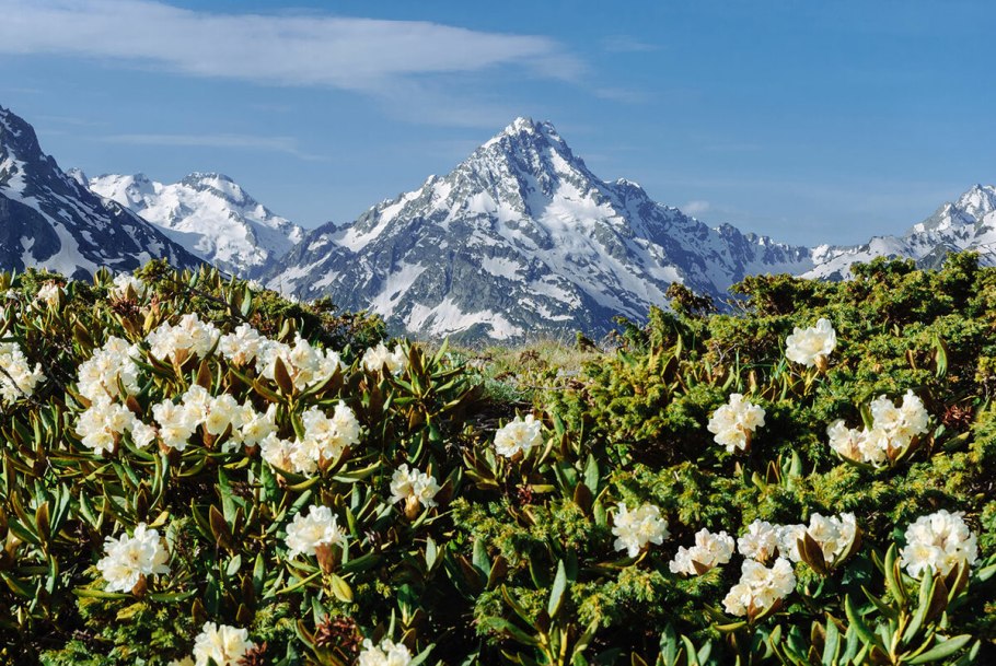 Рододендрон Эрато