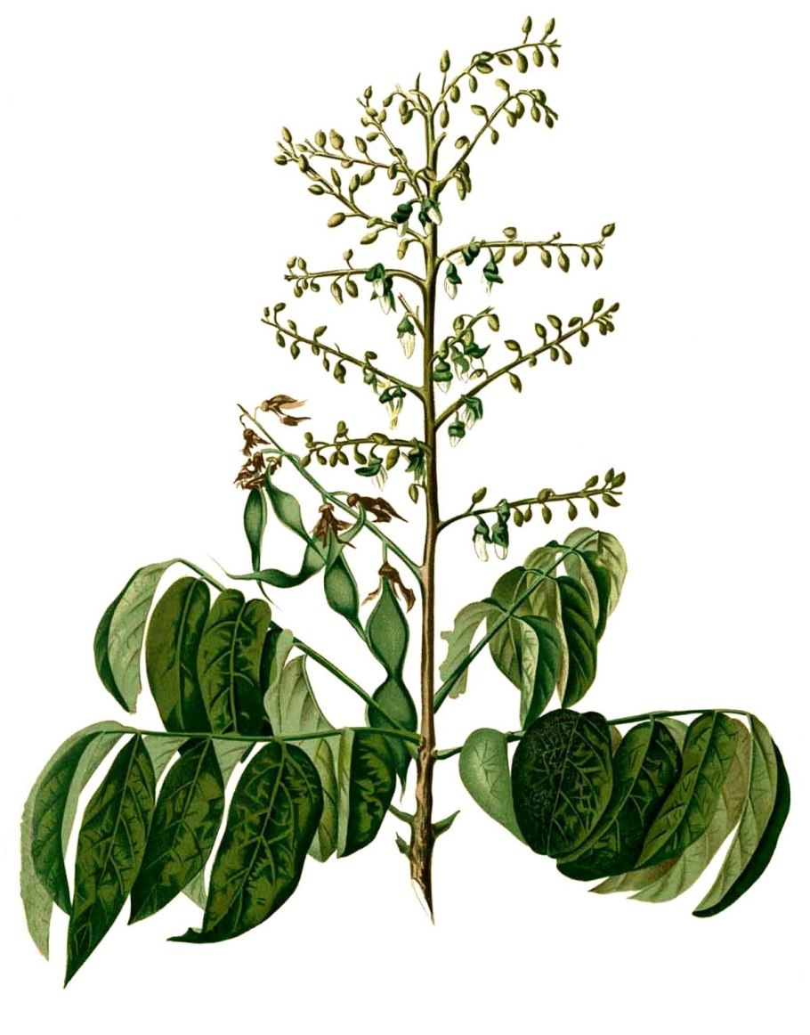 Oncotheca humboldtiana