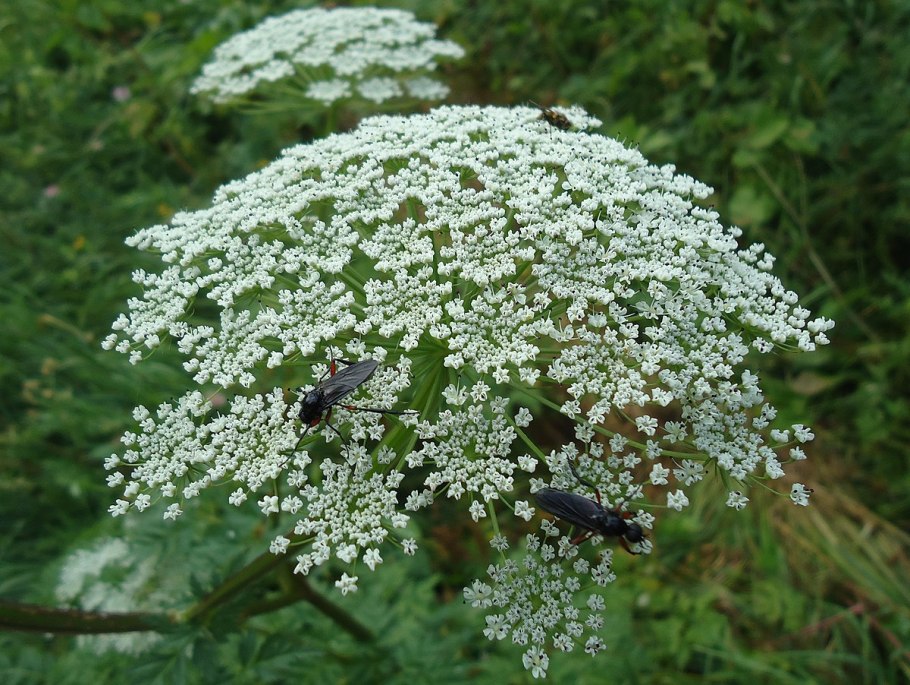 Термопсис монгольский