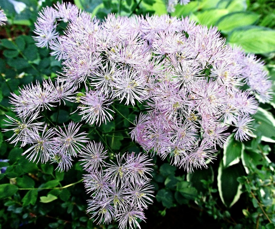 Растение недотрога мелкоцветковая