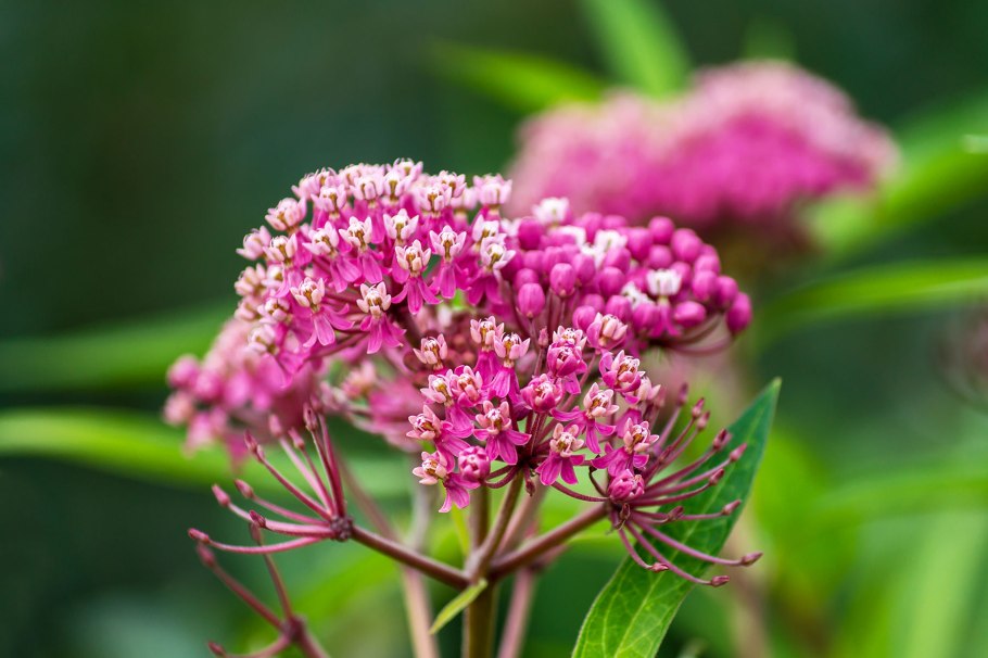 Тысячелистник обыкновенный (Achillea millefolium)