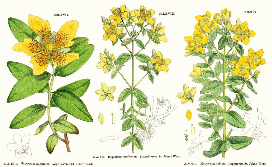 Цефалантус Западный