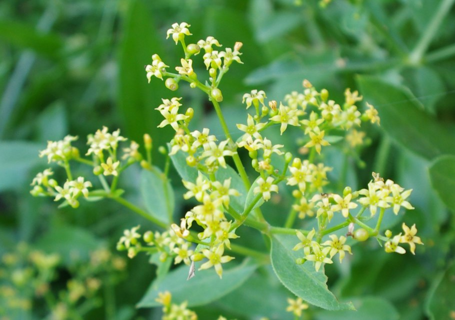 Диоскорея ниппонская Реликт